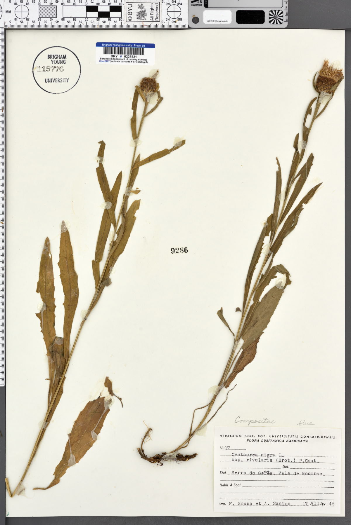 Centaurea nigra subsp. rivularis image