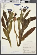 Centaurea montana image