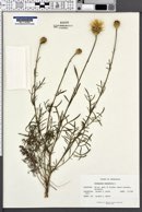 Centaurea rupestris image