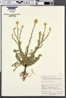 Centaurea solstitialis image