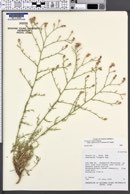 Centaurea virgata image