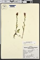 Centaurea x moncktonii image