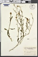 Centaurea aspera image