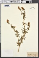 Centaurea calcitrapa image