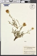 Centaurea ornata image