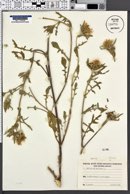 Centaurea pullata image