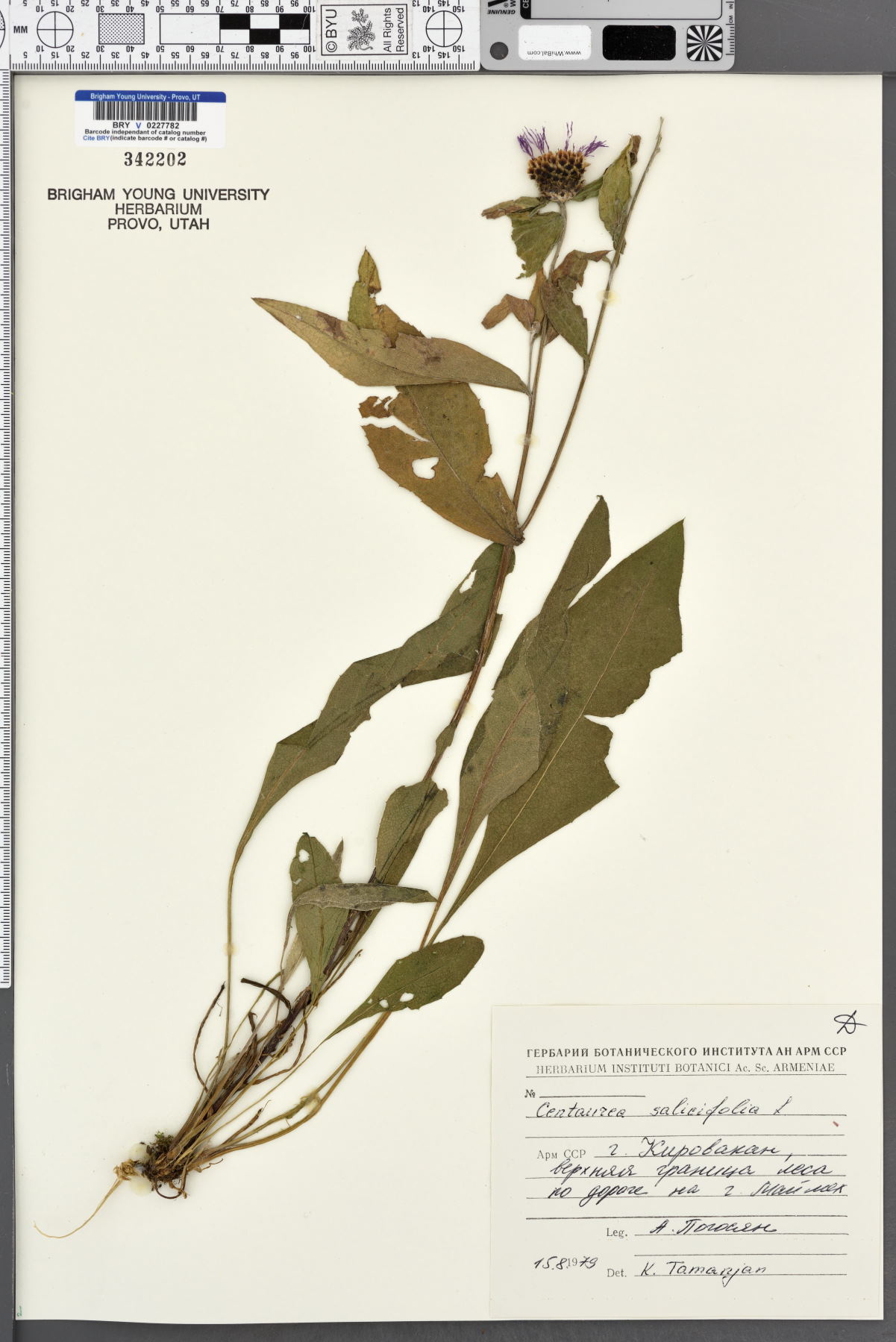 Centaurea salicifolia image