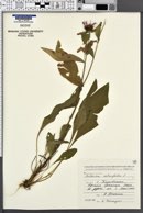 Image of Centaurea salicifolia