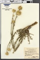 Centaurea carduiformis image