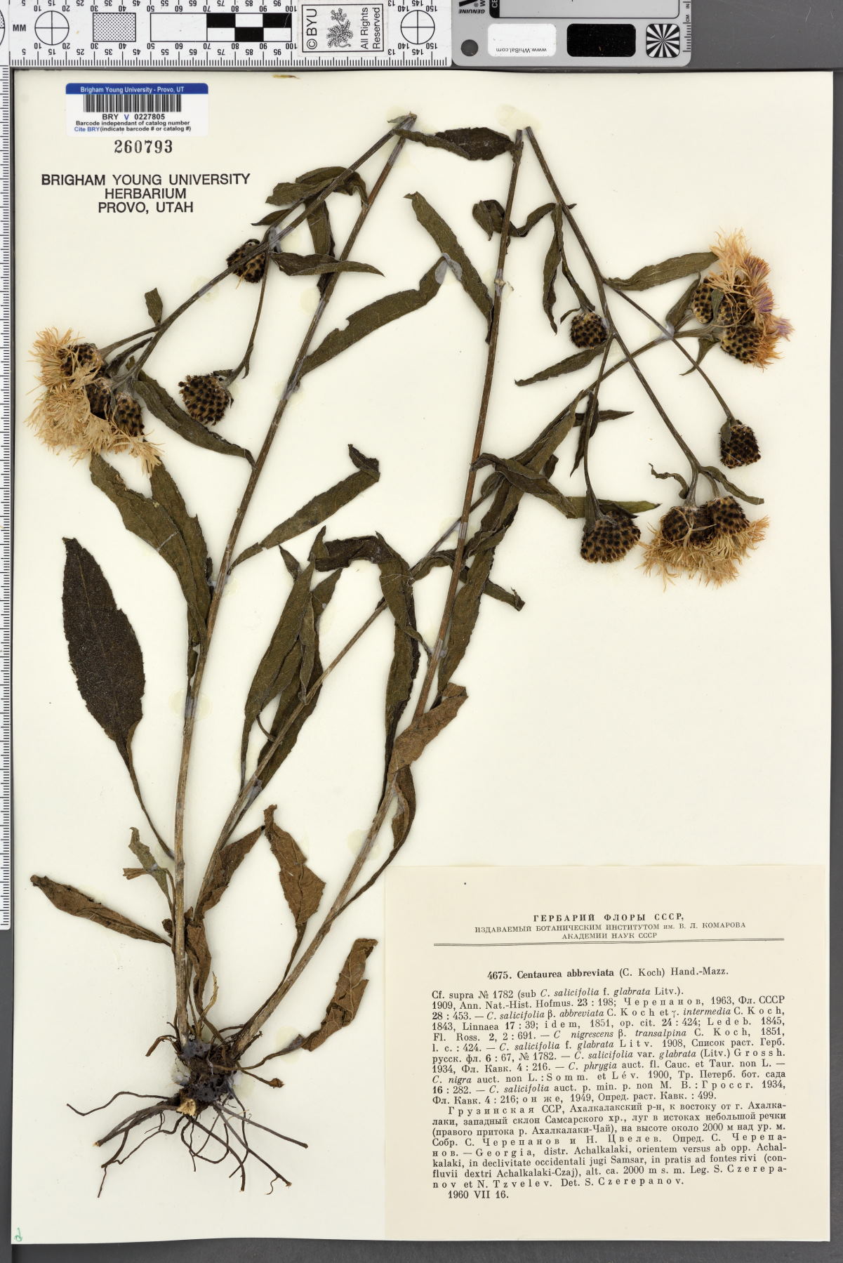 Centaurea phrygia subsp. abbreviata image
