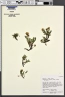 Chaenactis alpina image