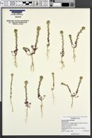 Alyssum simplex image