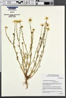 Image of Chamaemelum fuscatum