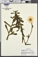Image of Chrysanthemum x superbum