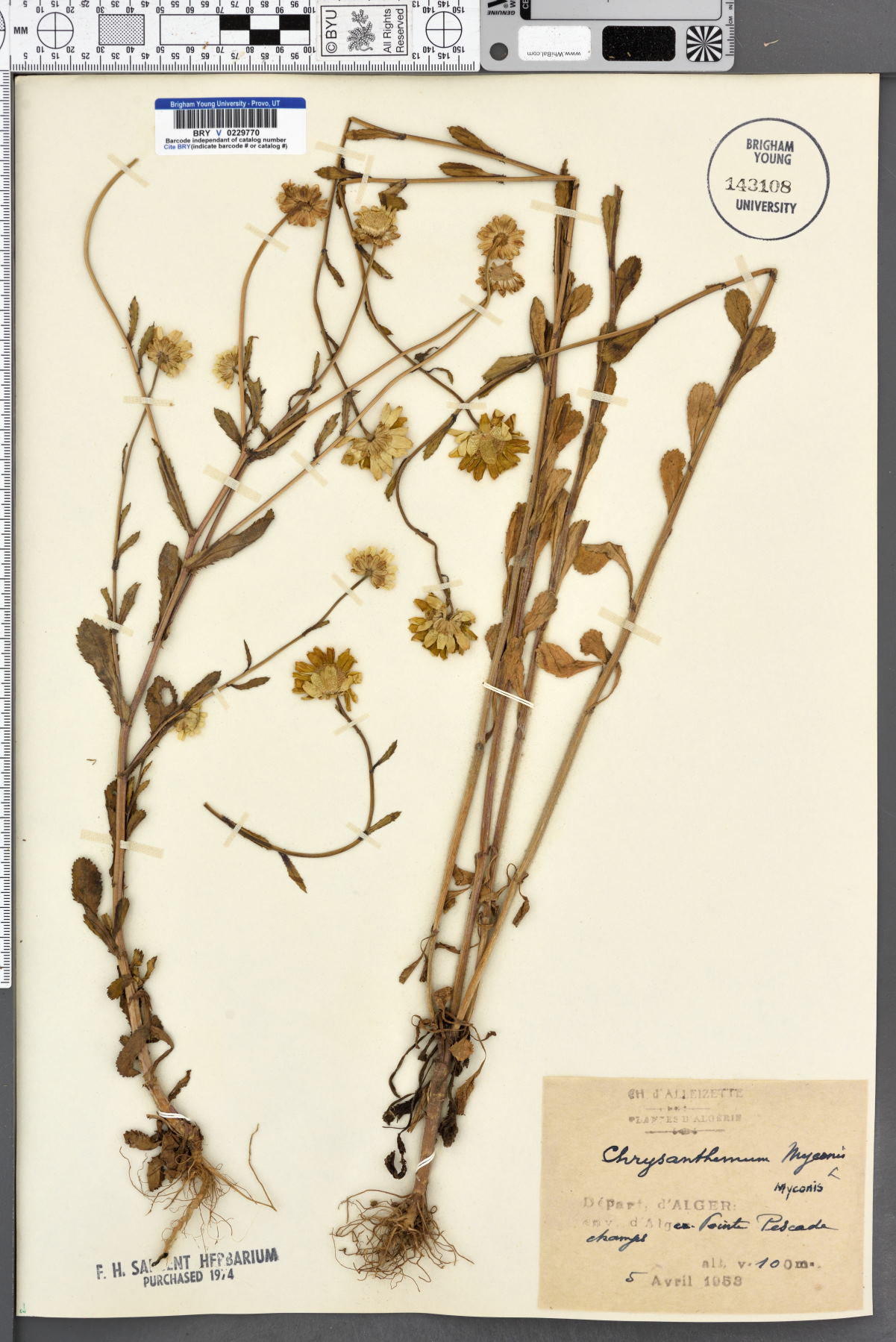 Coleostephus myconis subsp. myconis image
