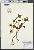 Leucanthemum rotundifolium image