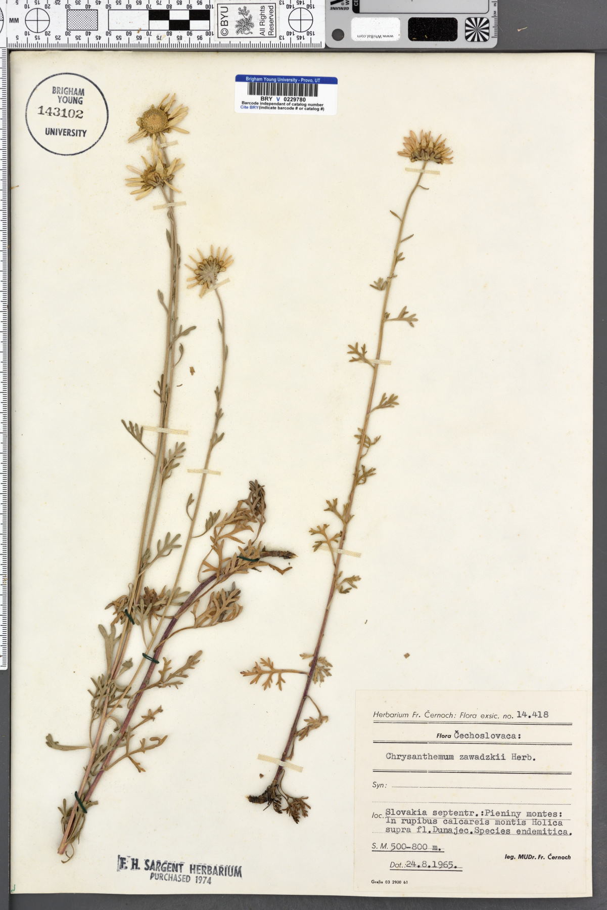 Chrysanthemum zawadzkii image