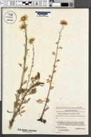 Image of Chrysanthemum zawadzkii