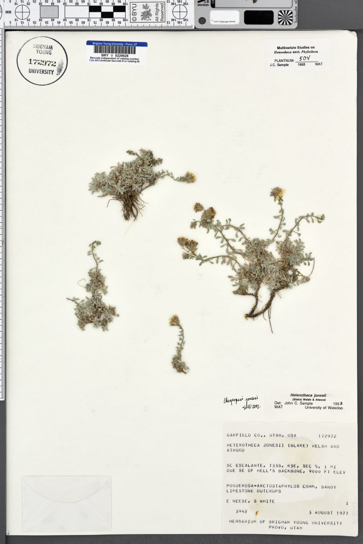 Chrysopsis jonesii image