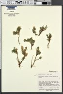 Chrysopsis jonesii image