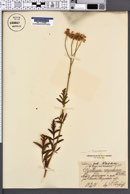 Chrysanthemum corymbosum image
