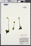 Chrysanthemum integrifolium image