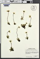 Chrysanthemum integrifolium image