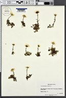 Leucanthemopsis alpina image
