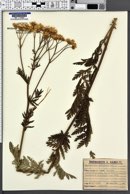 Image of Chrysanthemum corymbosum