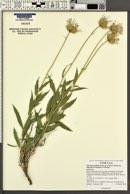 Xylorhiza tortifolia var. imberbis image