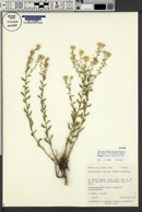 Heterotheca villosa var. minor image
