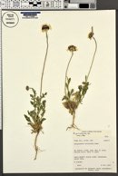 Gaillardia pinnatifida image