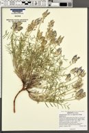 Astragalus flavus var. higginsii image