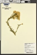 Ericameria nauseosa var. arenaria image