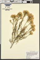 Ericameria nauseosa var. graveolens image
