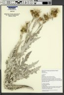 Cirsium barnebyi image