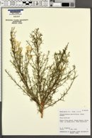 Ericameria paniculata image