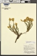 Ericameria parryi var. nevadensis image