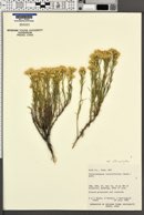 Chrysothamnus viscidiflorus var. stenophyllus image