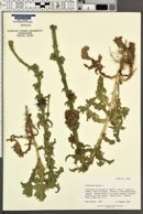 Cichorium endivia image