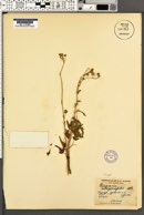 Image of Cineraria atriplicifolia