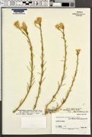 Ericameria nauseosa var. turbinata image