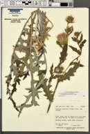 Cirsium arizonicum var. bipinnatum image