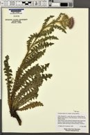 Cirsium eatonii var. eatonii image