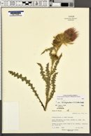 Cirsium eatonii var. eatonii image