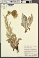 Image of Cirsium davisii