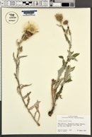 Cirsium davisii image
