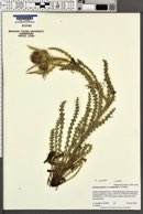 Cirsium murdockii image