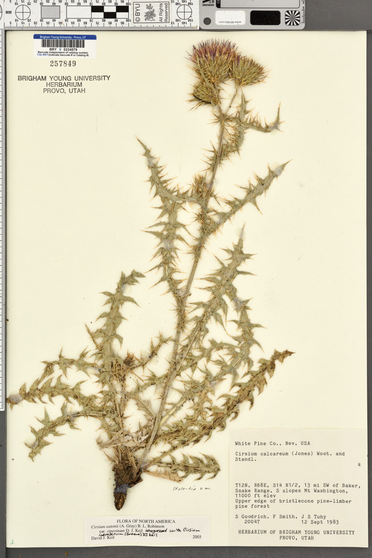 Cirsium eatonii var. viperinum image