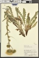 Cirsium neomexicanum image